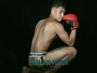 Antonycoot