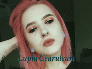 Lupin_Cearuleum