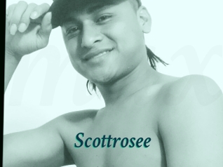 Scottrosee
